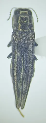 Agrilus exsapindi