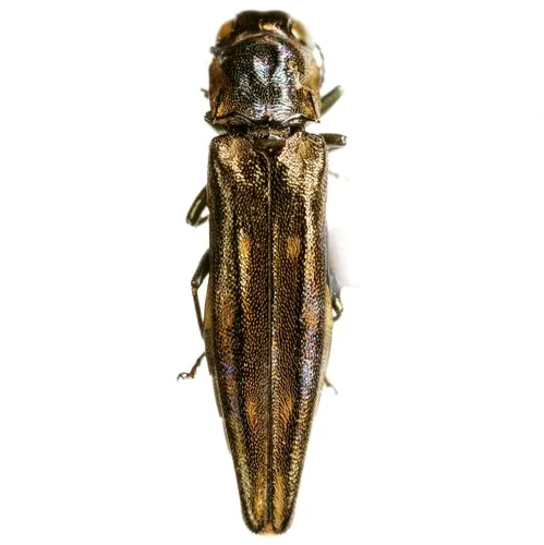Agrilus exsapindi - photo 2