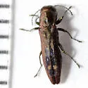 Agrilus fallax - photo 3