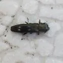 Agrilus fallax - photo 5