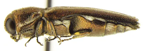 Agrilus falli - photo 2