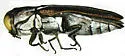 Agrilus felix - Agrilus felix