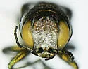 Agrilus felix - photo 2