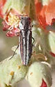 Agrilus felix - photo 4