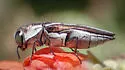 Agrilus felix - photo 5