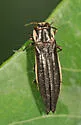 Agrilus ferrisi - photo 2