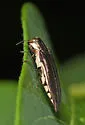 Agrilus ferrisi - photo 3
