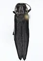 Agrilus ferrisi - photo 4