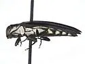Agrilus ferrisi - photo 5