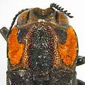 Agrilus flohri - photo 2