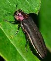 Persimmon Agrilus - photo 2