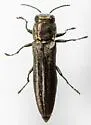 Agrilus geminatus - photo 2