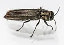 Agrilus geminatus - photo 3
