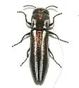 Agrilus gibbicollis - Agrilus gibbicollis