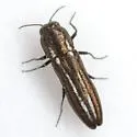 Agrilus gibbicollis - photo 2