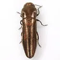Agrilus gibbicollis - photo 4