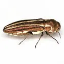 Agrilus gibbicollis - photo 5