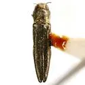 Agrilus gillespiensis