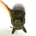 Agrilus gillespiensis - photo 2
