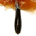 Agrilus gillespiensis - photo 3