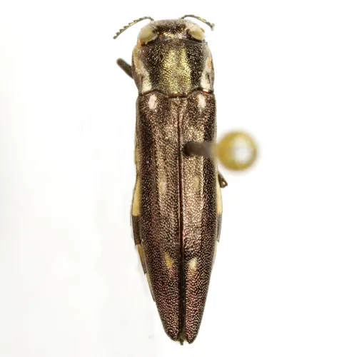 Granulate Poplar Borer - Agrilus granulatus