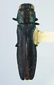 Agrilus hazardi - Agrilus hazardi