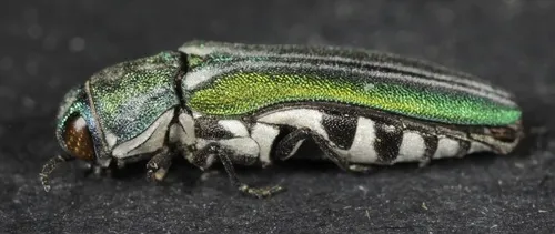 Agrilus hespenheidei - photo 2