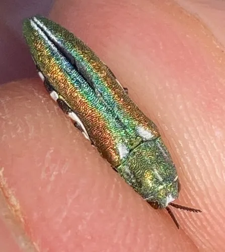Agrilus hespenheidei - photo 3