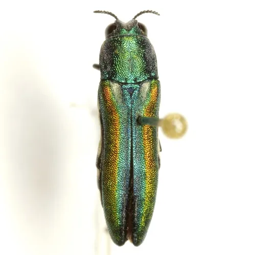 Agrilus hespenheidei - photo 4