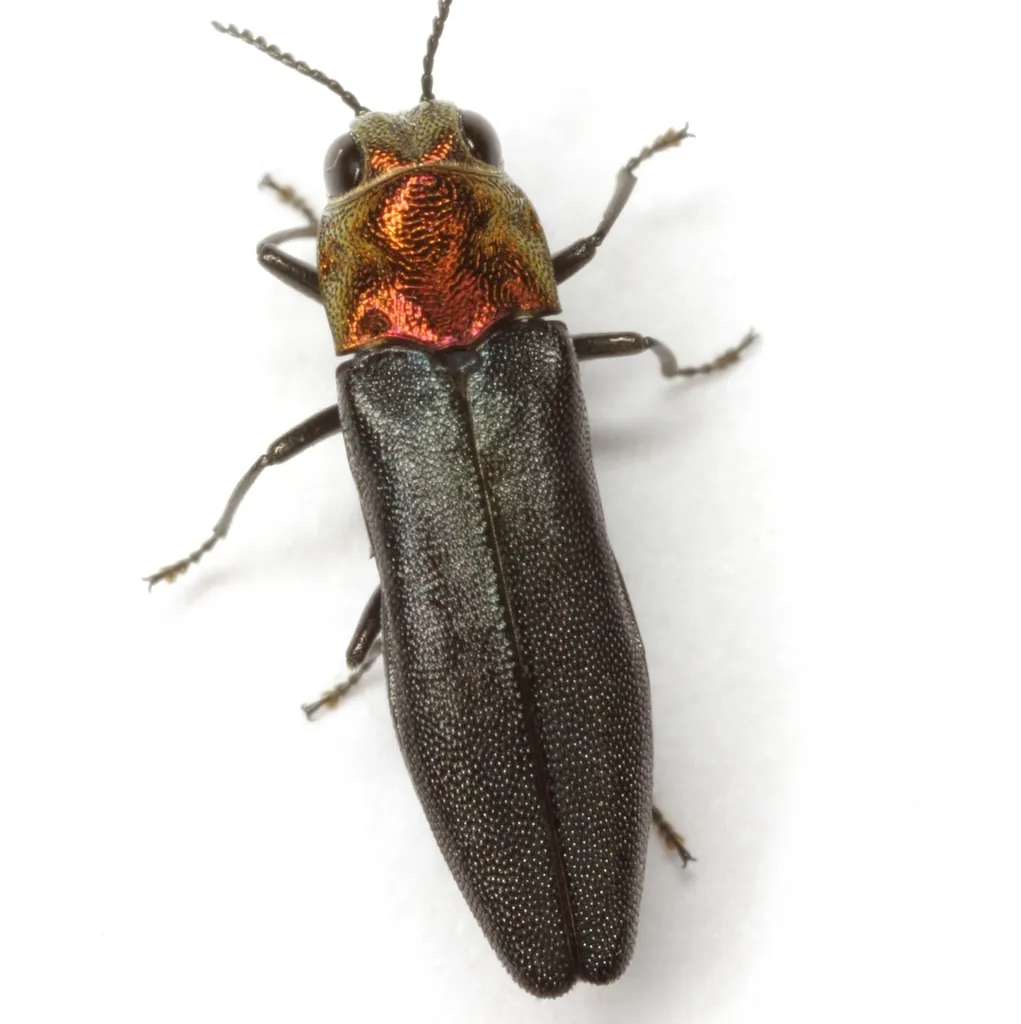 Agrilus heterothecae - photo 2