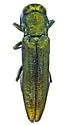 Agrilus howdeni - Agrilus howdeni