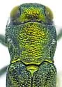 Agrilus howdeni - photo 2