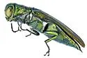 Agrilus howdeni - photo 3