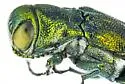 Agrilus howdeni - photo 4