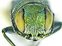 Agrilus howdeni - photo 5