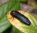 Agrilus huachucae