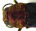 Agrilus huachucae - photo 3