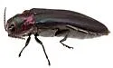 Agrilus huachucae - photo 5
