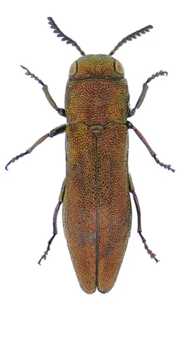 St. John's Wort Root Borer - photo 2