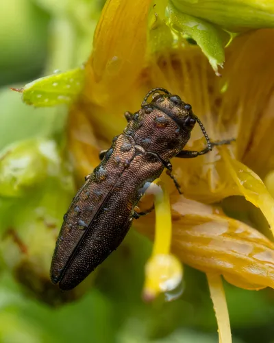 St. John's Wort Root Borer - photo 3