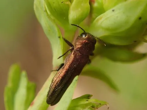 St. John's Wort Root Borer - photo 4