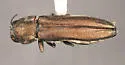 Agrilus illectus - photo 2