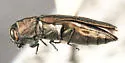Agrilus illectus - photo 3