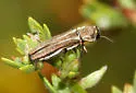 Agrilus illectus - photo 4