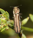 Agrilus illectus - photo 5