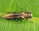 Agrilus imbellis - photo 2