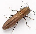 Agrilus imbellis - photo 3