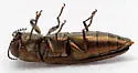 Agrilus imbellis - photo 4
