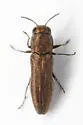 Agrilus imbellis - photo 5