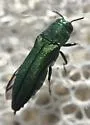 Agrilus inhabilis - photo 2